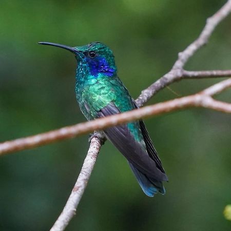 Campo Azul - Monteverde Dış mekan fotoğraf