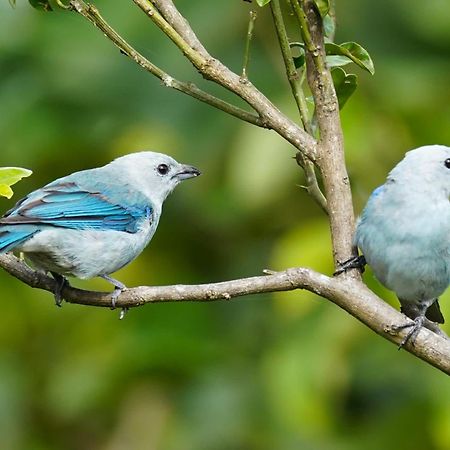 Campo Azul - Monteverde Dış mekan fotoğraf