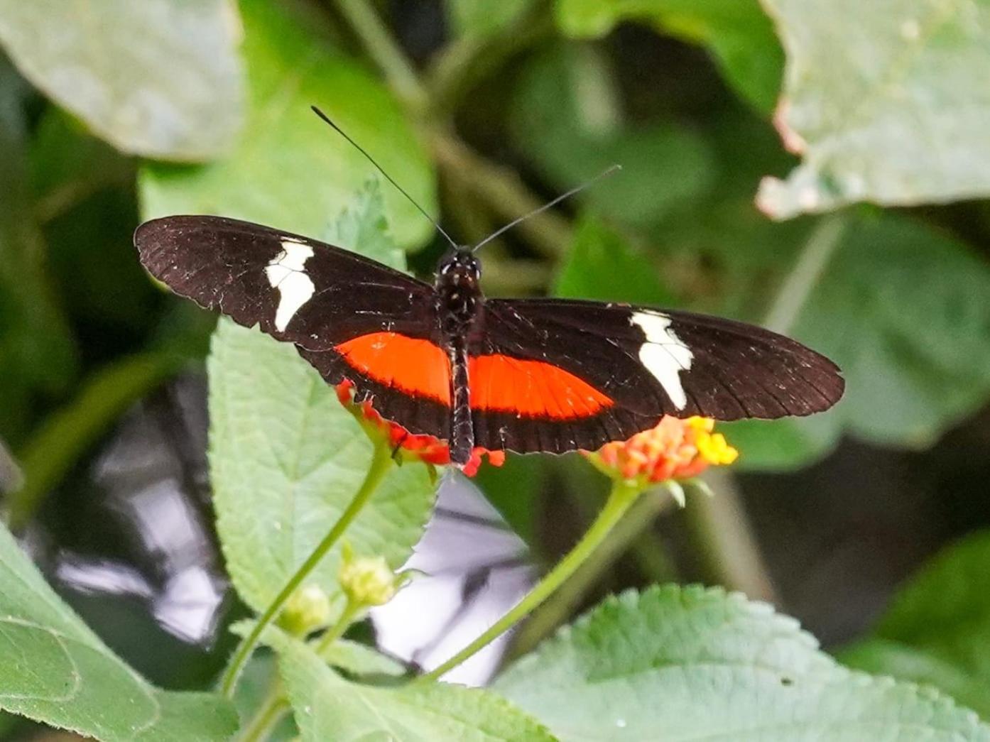 Campo Azul - Monteverde Dış mekan fotoğraf