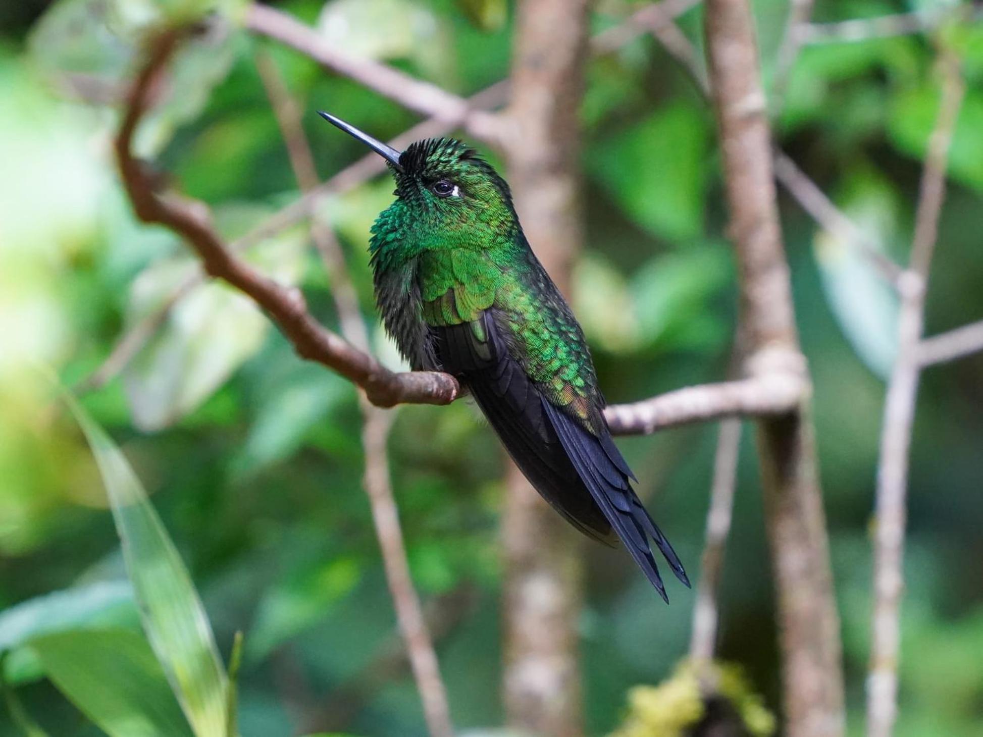 Campo Azul - Monteverde Dış mekan fotoğraf
