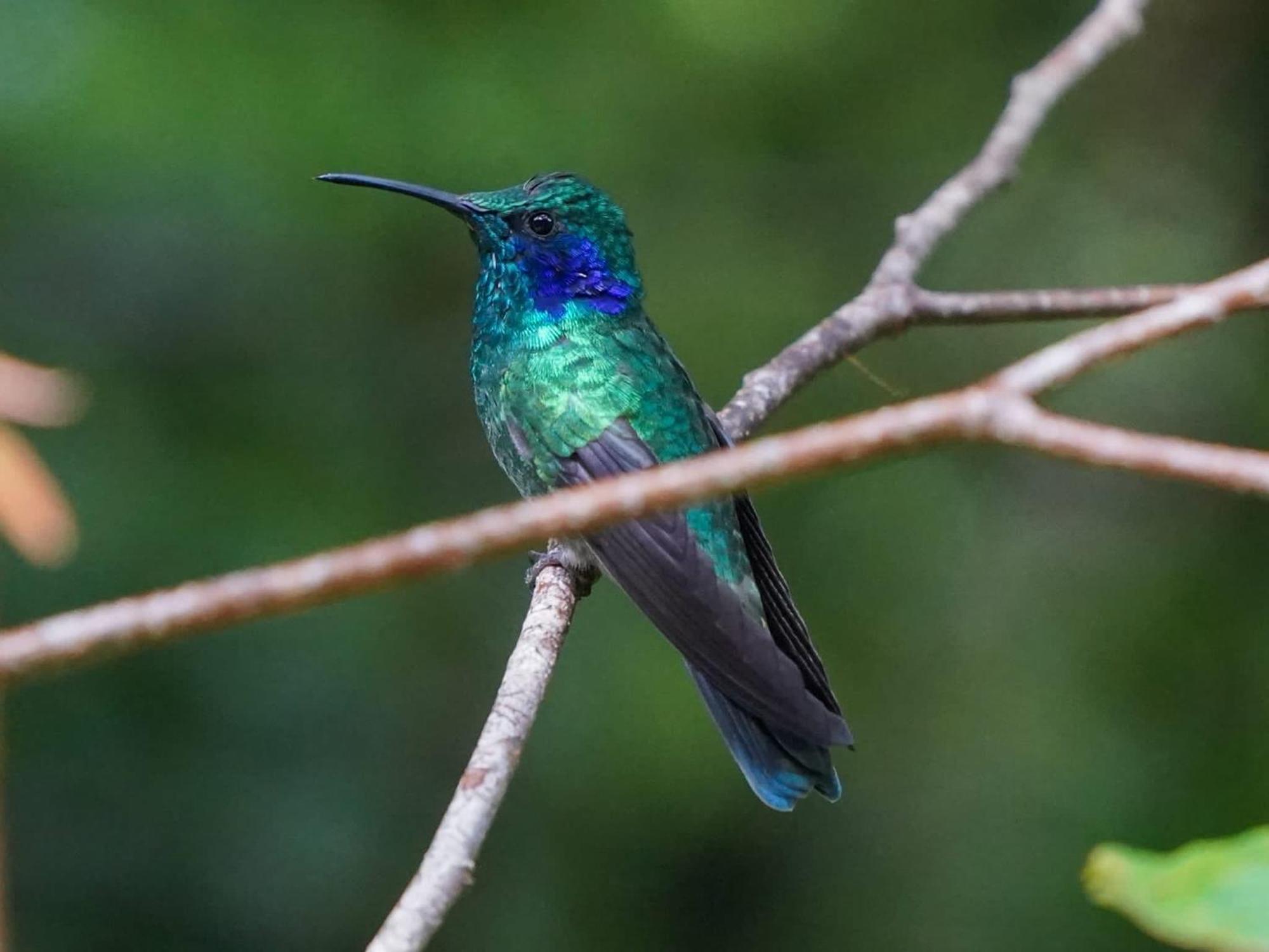 Campo Azul - Monteverde Dış mekan fotoğraf