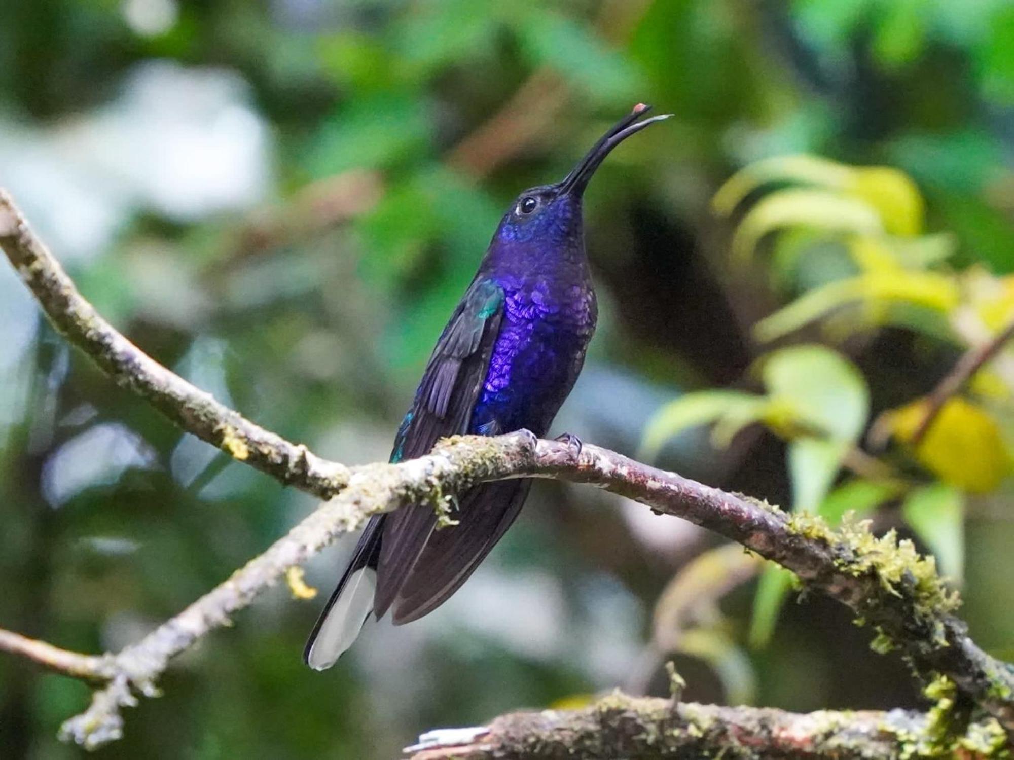 Campo Azul - Monteverde Dış mekan fotoğraf