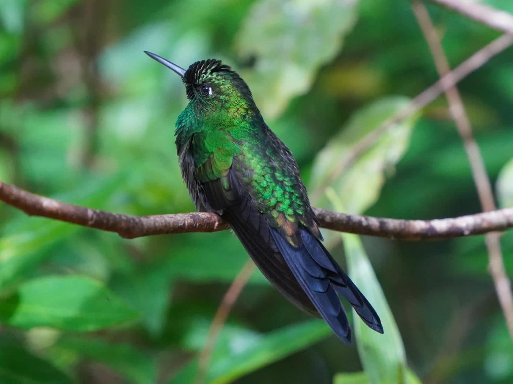 Campo Azul - Monteverde Dış mekan fotoğraf