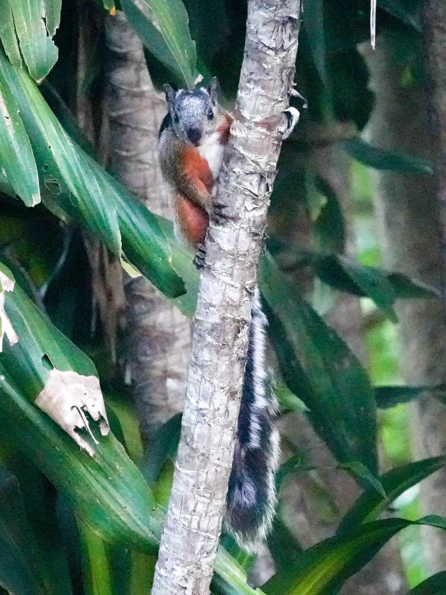 Campo Azul - Monteverde Dış mekan fotoğraf